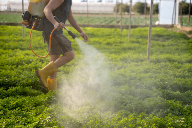 Best Affordable Pest Control Services  in Ridgeway, VA