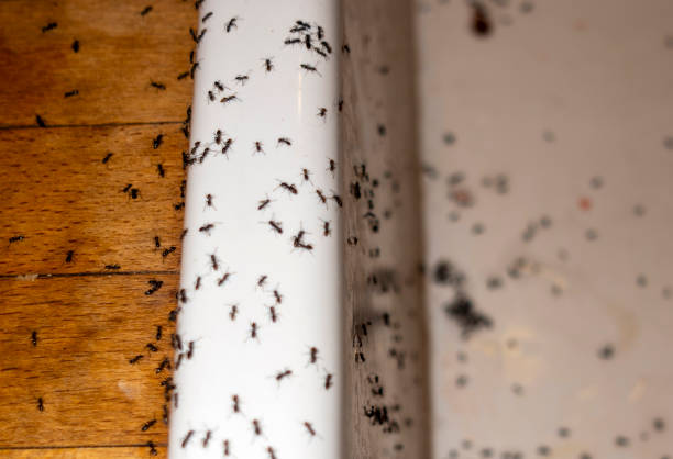 Best Pest Prevention Services  in Ridgeway, VA